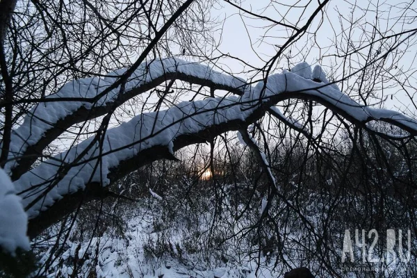 В Хабаровском крае нашли останки пропавшего мужчины и следы хищника