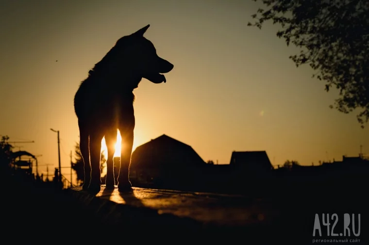 Фото: Собачья радость: тест площадок для выгула животных в Кемерове  21