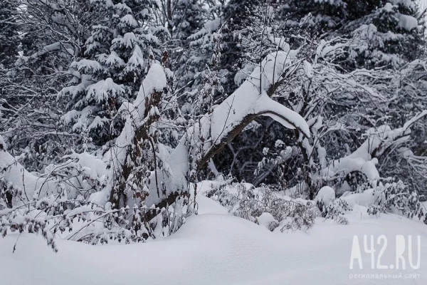 «Испугались дикого зверя»: следы пропавших Усольцевых надеются обнаружить весной