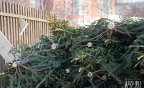Власти рассказали кузбассовцам, как выбрать живую ель к Новому году