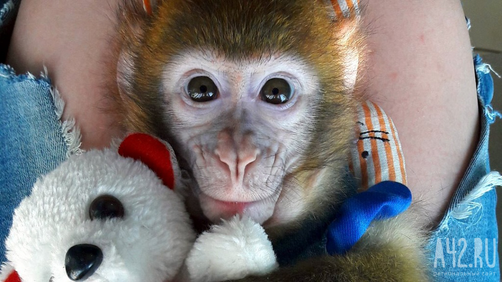 В Китае обезьяна похитила 3-летнего ребёнка и унесла на дерево 