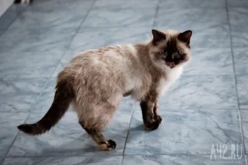 Фото: Психолог Тодд дала рекомендации, как сделать жизнь кошки счастливее 1