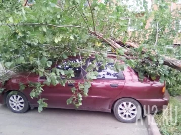 Фото: Дерево упало на припаркованную машину в центре Кемерова 1