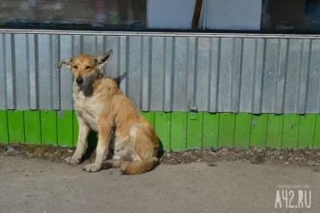 Фото: Новокузнечанина осудят за то, что он выкинул собаку и хорька с пятого этажа 1