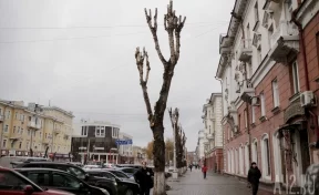 Власти Кемерова ответили на критику горожан из-за уродливой опиловки деревьев