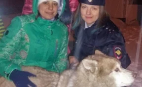 Потерявшийся хаски сам пришёл к кузбасским полицейским