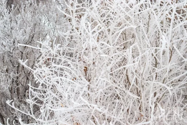 В Петропавловске-Камчатском ввели режим ЧС после смерти мужчин под снежными завалами