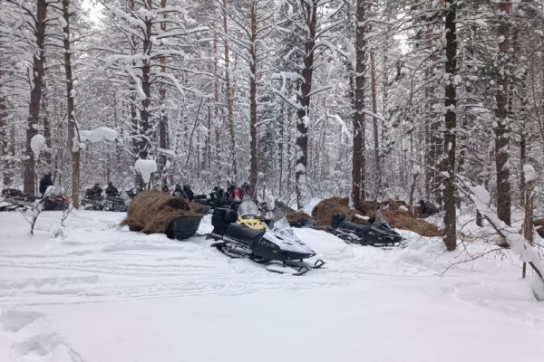 Кузбассовцы доставили сено и соль диким лосям и косулям