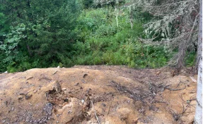 Кузбасский предприниматель заплатил 7 млн рублей из-за оставленных в лесу опилок