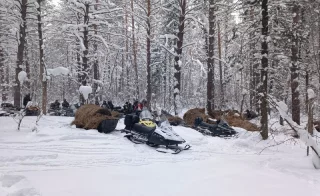 Кузбассовцы доставили сено и соль диким лосям и косулям
