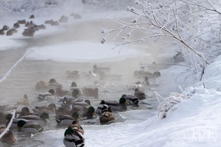 Фото: Погода на Новый год, Ла-Нинья и температурные качели: какой будет зима 2025 года в Кузбассе 2