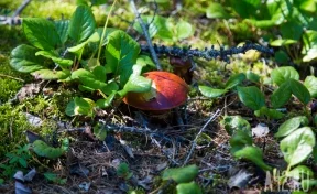 В Северной Осетии молодой мужчина умер в лесу, собирая грибы с семьёй
