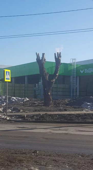 Фото: Кемеровчане возмущены опиловкой деревьев возле магазина 2