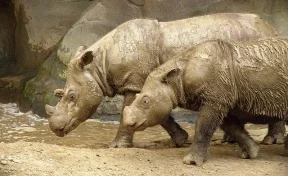 В Малайзии от рака умер последний в стране суматранский носорог 