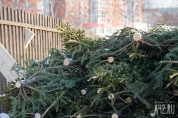 Фото: Власти рассказали кузбассовцам, как выбрать живую ель к Новому году 1
