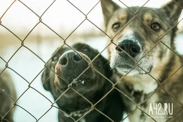 Фото: В кемеровском приюте для животных произошёл пожар, погибли собаки 1
