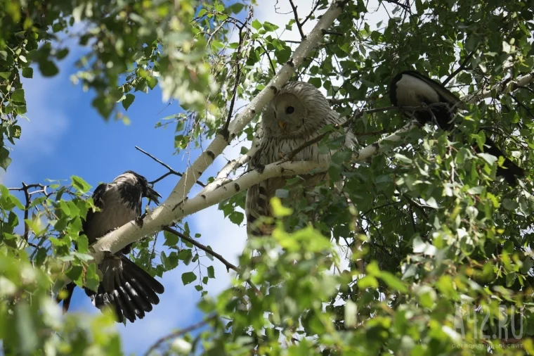Фото: Вот дятел. Птицы, переехавшие в Кемерово на ПМЖ 3