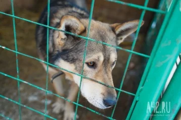 Фото: Березовчане просят мэра открыть приют для бездомных животных 1