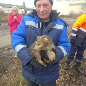 Фото: В Кемерове шесть щенков провалились в траншею теплотрассы 2
