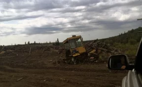 В Кузбассе раскрыли ОПГ «чёрных лесорубов». Они успели вырубить деревьев на 800 тысяч рублей