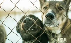 В кемеровском приюте для животных произошёл пожар, погибли собаки