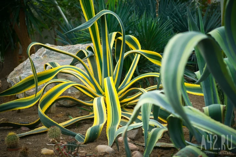 Фото: Большая наука, дендрарий и экокафе: как изменится кемеровский ботанический сад  11