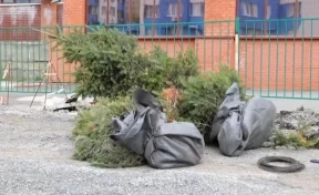 В Кемерове пересаживают деревья из-за ремонта коммуникаций на Мичурина