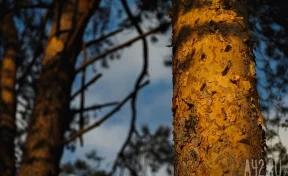 «Что происходит?»: кемеровчанку обеспокоила рубка деревьев и ямы в Сосновом бору
