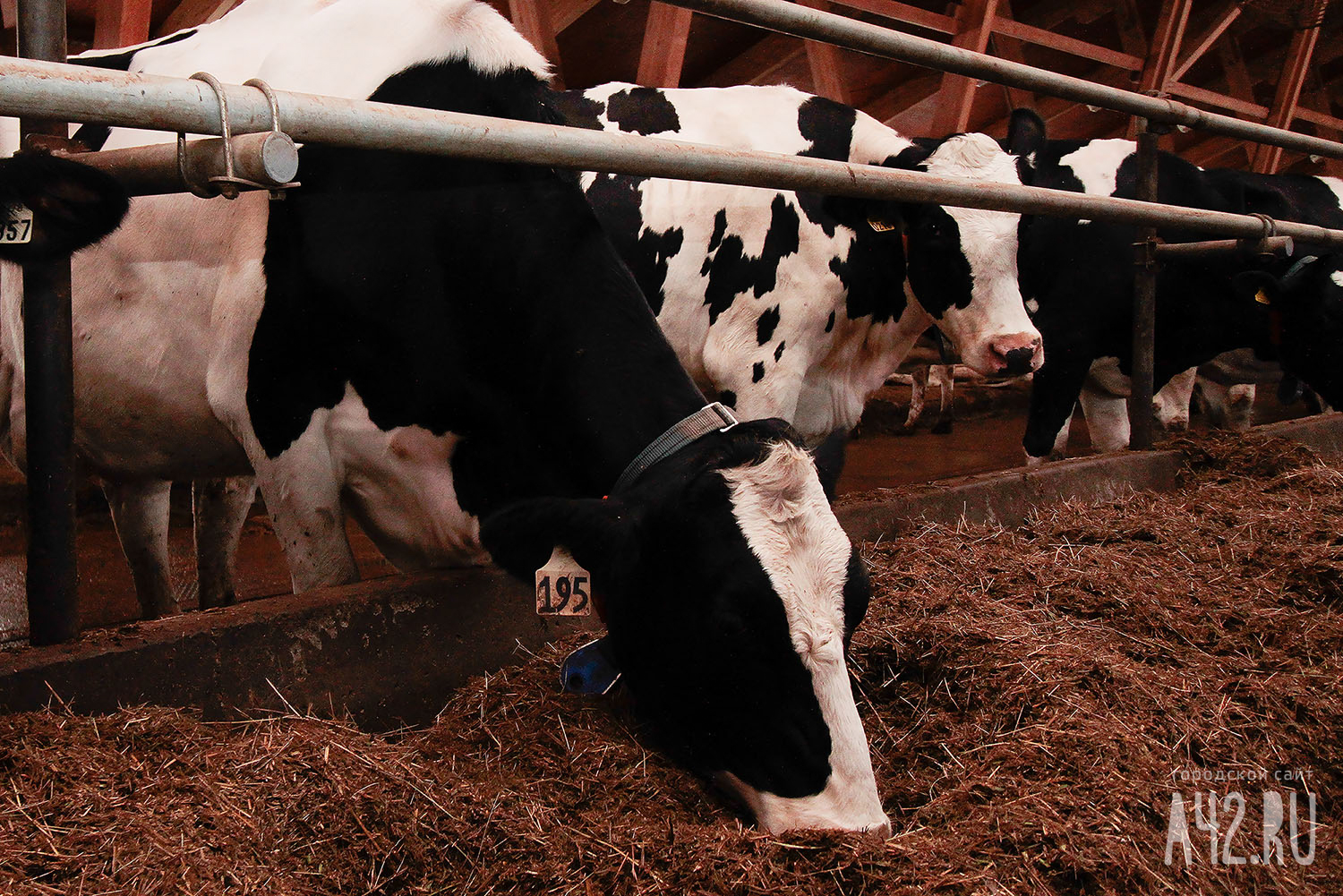 В Омской области в молочном комплексе корова убила скотника 