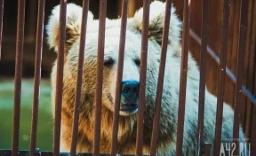 Медведицу с медвежатами сняли на видео в Кузбассе