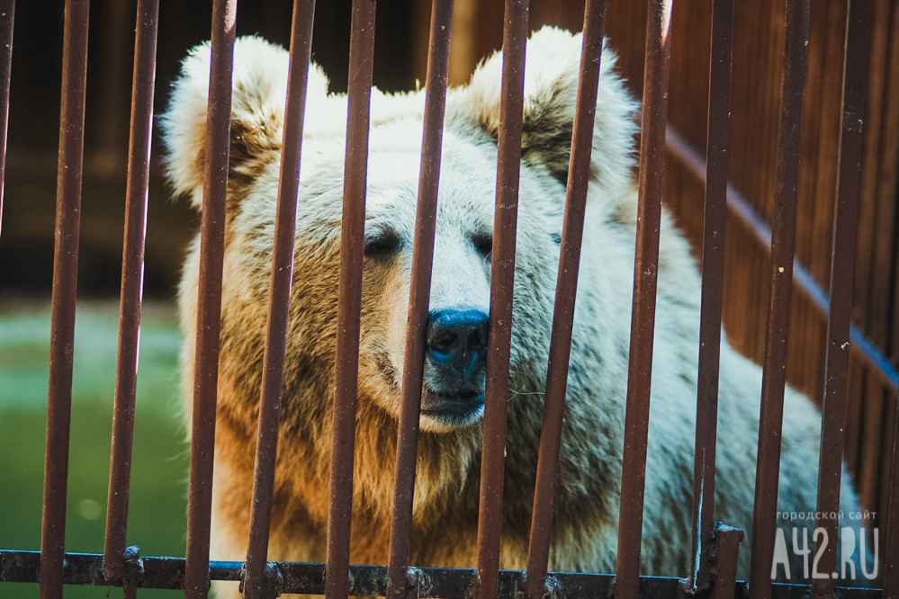 Медведицу с медвежатами сняли на видео в Кузбассе