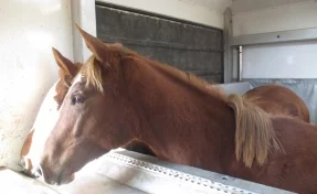 Лошадь сбросила 17-летнюю наездницу под колёса КамАЗа в Татарстане