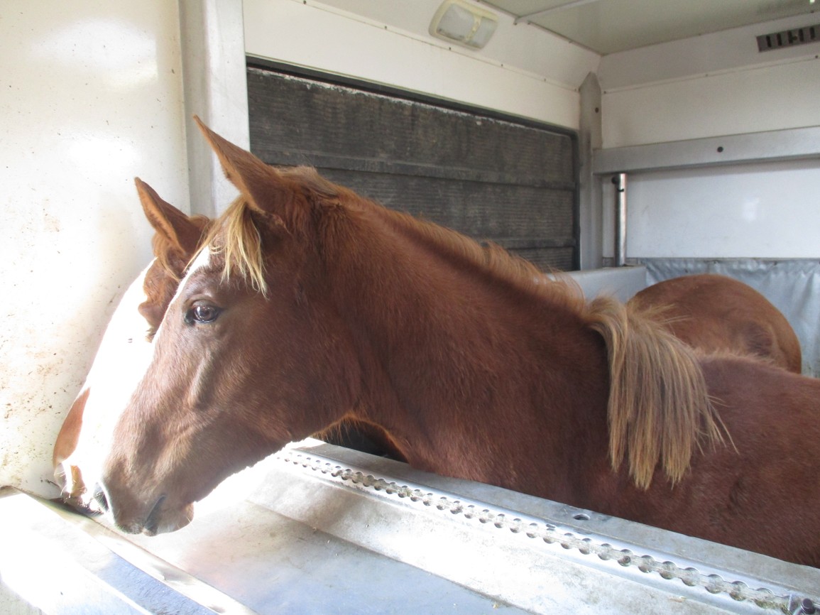 Лошадь сбросила наездницу под колёса КамАЗа в Татарстане