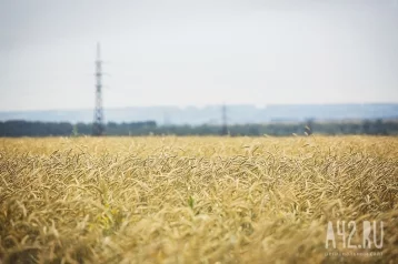 Фото: Кузбасс отправил за рубеж более 77 тысяч тонн зерна 1