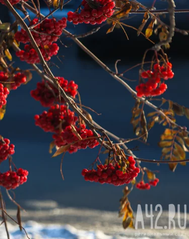 Прощаясь с осенью: контрасты в макрообъективе