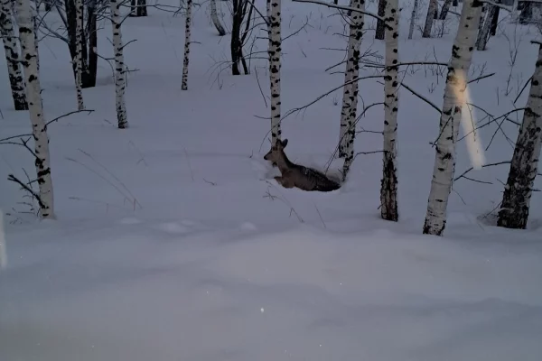 В Кузбассе из леса эвакуировали истощённую косулю, которая не могла идти