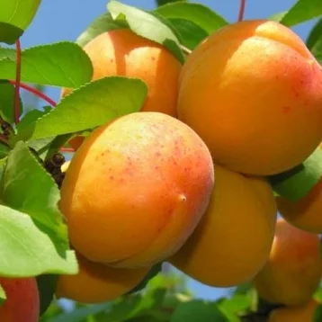 Фото: Где купить качественные саженцы абрикоса в России? 1