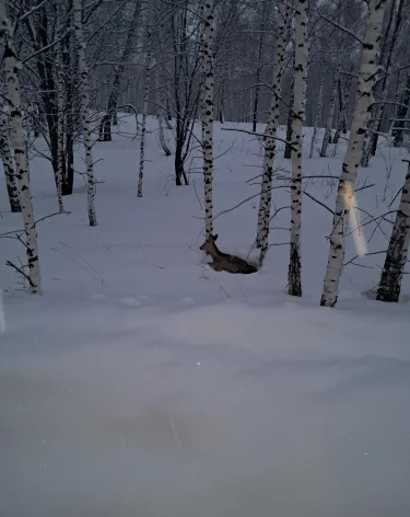 Фото, видео: <a href=https://vk.com/zmeeyad_write?w=wall-200752967_8657>Минлесокомплекса Кузбасса</a> / «ВКонтакте»