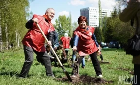 Подарки городу: в Кемерове стартовала акция «Сиреневая столица»