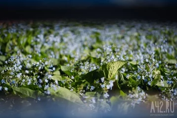 Фото: Заморозки ночью, +20 днём: синоптики рассказали о погоде в Кузбассе 2 июня 1