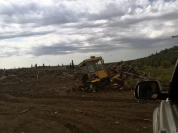 Фото: В Кузбассе раскрыли ОПГ «чёрных лесорубов». Они успели вырубить деревьев на 800 тысяч рублей 1