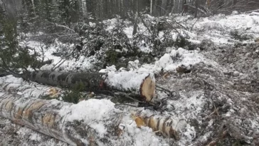 Фото: В Кузбассе будут судить «чёрных лесорубов», вырубивших лес на 17 млн рублей 2