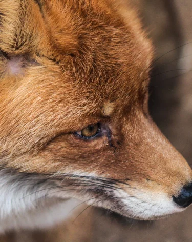 На одной из улиц Новосибирска после нападения лисы на девушку ввели карантин по бешенству