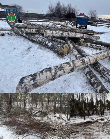 В Кузбассе у нелегального лесоруба конфисковали трактор и бензопилу