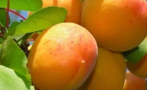 Где купить качественные саженцы абрикоса в России?