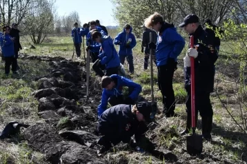 Фото: В Кемерове высадили 1000 сибирских кедров в рамках акции «Лес Победы» 1
