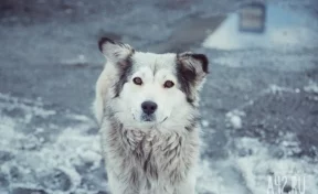 В Оренбурге мать растерзанного собаками мальчика отсудила у блогера 700 тысяч рублей за клевету 