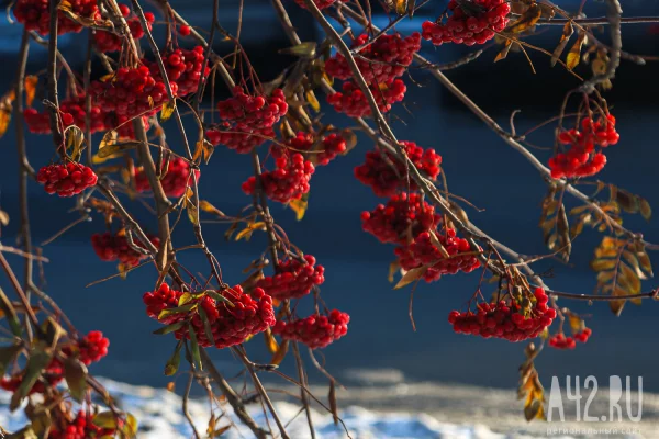 Прощаясь с осенью: контрасты в макрообъективе