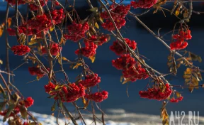 Прощаясь с осенью: контрасты в макрообъективе