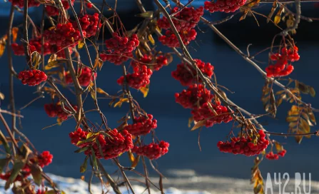 Прощаясь с осенью: контрасты в макрообъективе